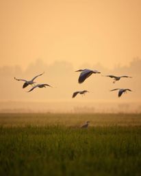 A soft, dreamy atmosphere pervades this image, capturing herons in flight during the golden hour over serene wetlands. The sc