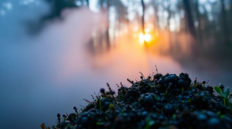 Explore the captivating details of nature with an extreme macro close-up shot showcasing a golden hour forest. Cool-colored m