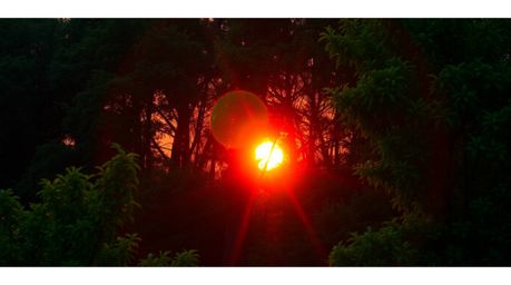 Experience a vibrant sunset filtering through a dense forest, creating a lively and energetic scene filled with bright, satur