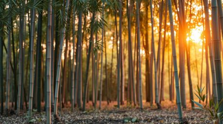 Experience the serene beauty of a bamboo forest bathed in the warm glow of a sunset.  Soft pastel colors create a gentle, soo