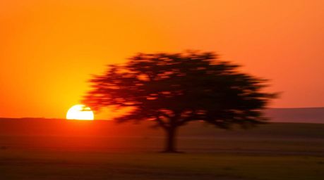 Capture the breathtaking beauty of a lone tree silhouetted against a vibrant fiery sunset. This image evokes a sense of dynam