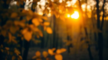 Capture the breathtaking beauty of an autumn forest sunset. This image features intense jet black shadows contrasting with vi