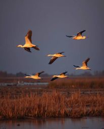 A long exposure photograph of herons flying during the golden hour in wetlands, creating a sophisticated and elegant scene. T