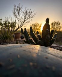A tight close-up shot reveals a desert cactus glowing in the last rays of the sun, presented with the unique texture and appe