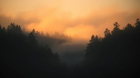 Capture the essence of tranquility with a strong, moody image featuring soft light illuminating mist rising from a forest dur