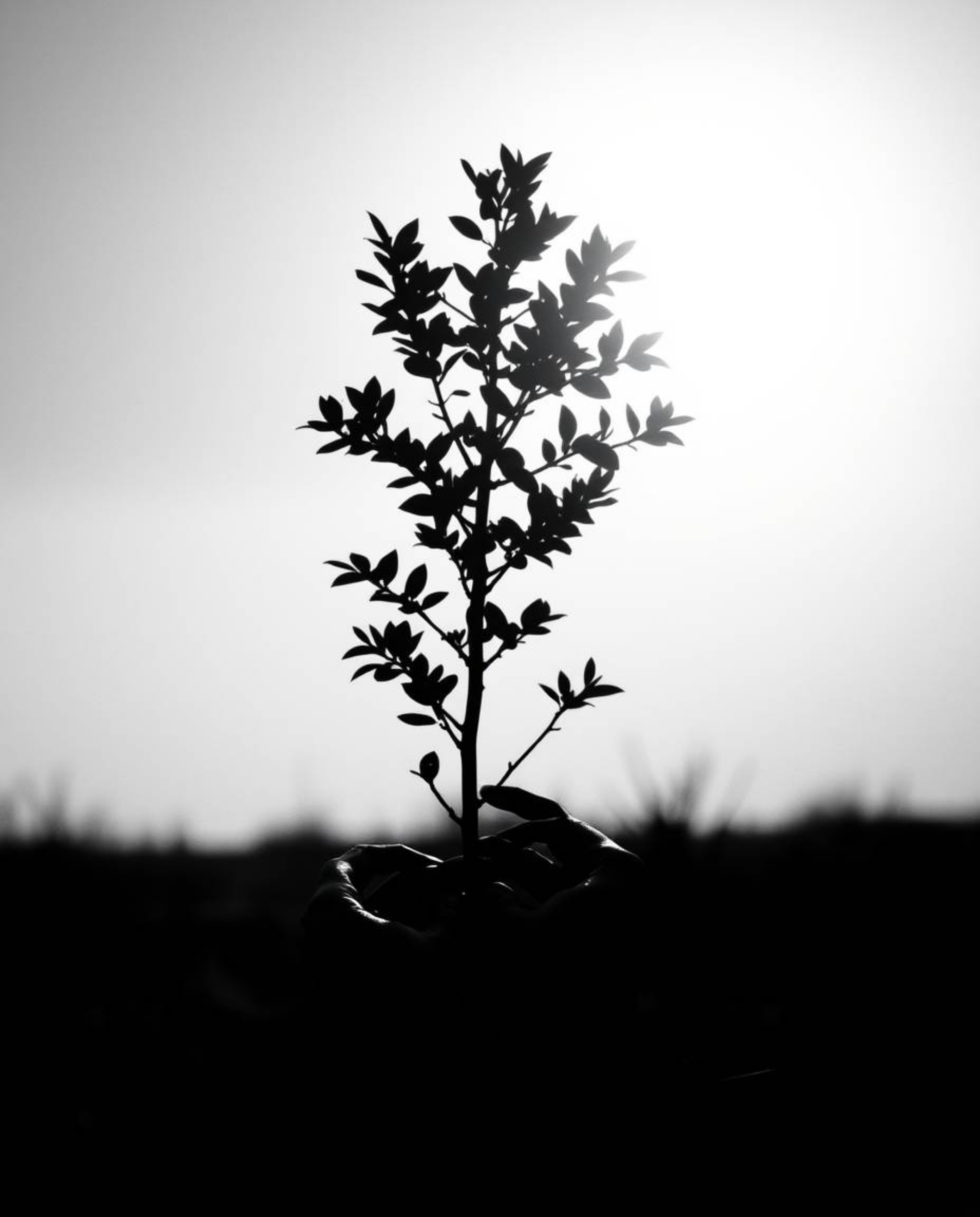 A classic black and white photograph showcasing hands planting a tree beneath a breathtaking golden sky.  The artistic lighti
