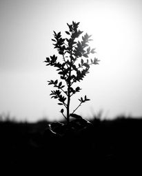 A classic black and white photograph showcasing hands planting a tree beneath a breathtaking golden sky.  The artistic lighti