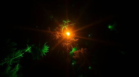 Experience the magic of a sunset filtering through a dense forest, illuminated by vibrant bioluminescent colors. This overhea