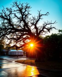 A bright, vibrant, wet rainy scene depicts a sunset behind an old oak tree with twisted branches. The image is filled with li