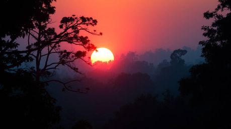 A captivating cinematic image showcasing a vibrant sunset filtering through a dense forest.  Deep teal hues dominate the scen