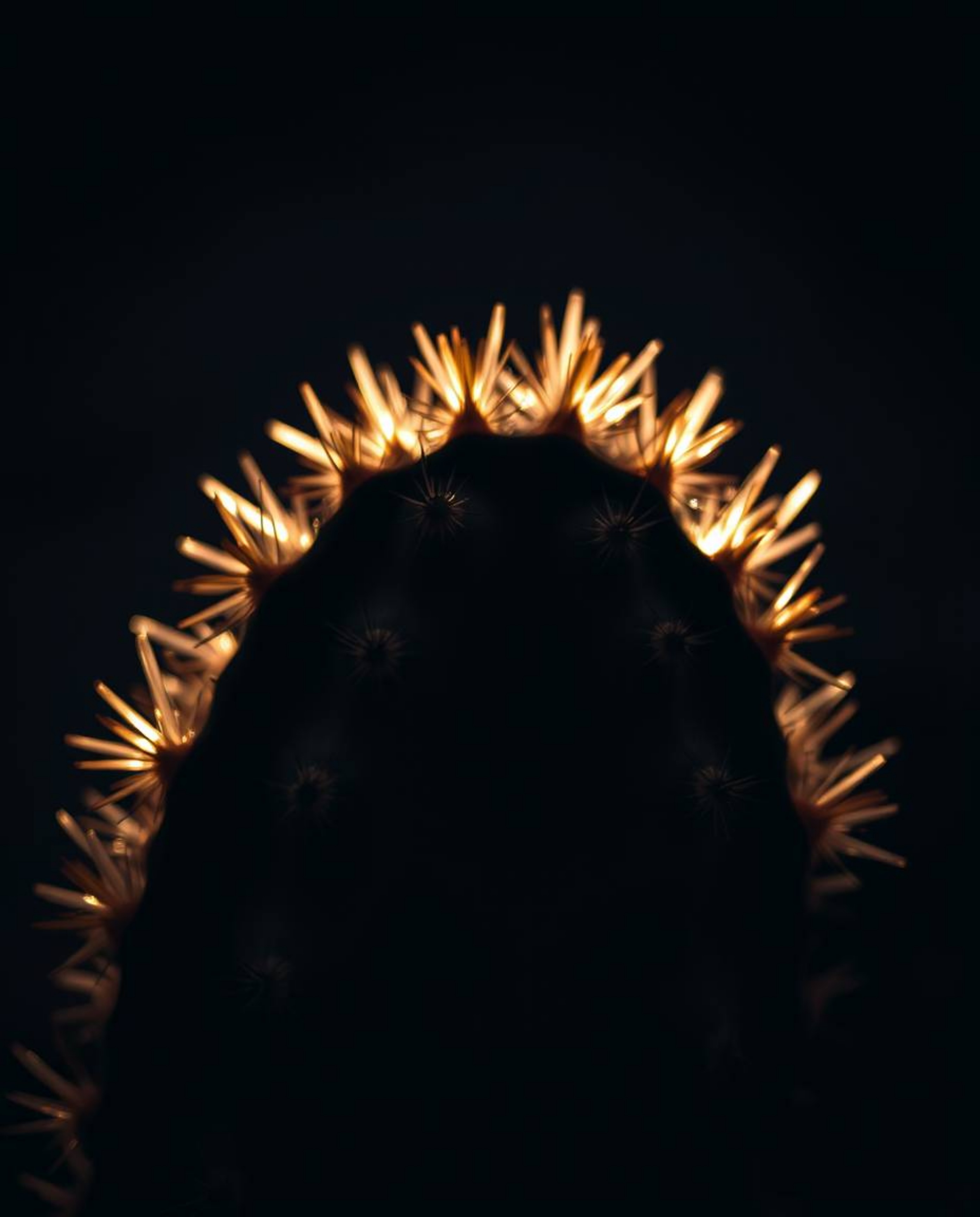 An intensely detailed macro photograph provides an extreme close-up of a jet-black desert cactus, which glows faintly in the