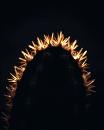 An intensely detailed macro photograph provides an extreme close-up of a jet-black desert cactus, which glows faintly in the 