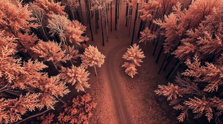 Experience a surreal journey through a looping forest in this high-angle infrared photograph.  The image features warm, soft,