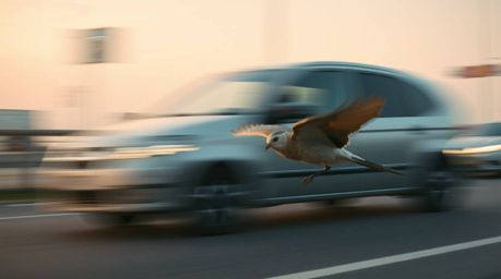 Experience the captivating imagery of a fast-running bird speeding past bustling traffic in a dramatic, cinematic scene. Soft