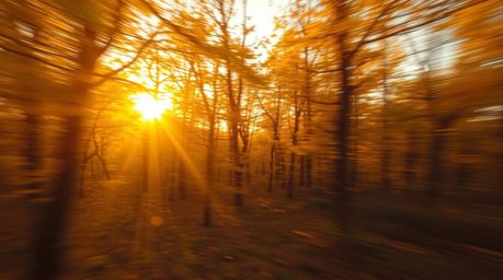 Immerse yourself in a dreamlike autumn forest scene, where golden leaves are bathed in the warm glow of a setting sun. Blurre