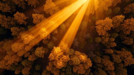 Experience the serene beauty of an autumn forest at sunset from a breathtaking overhead perspective. This image captures the 