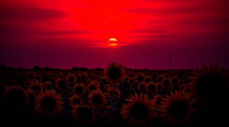 Experience the captivating beauty of a sunflower field bathed under a dramatic deep red and purple sky. This high-contrast, l