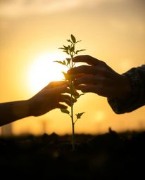 A captivating photograph showcasing hands delicately planting a tree against a breathtaking golden sky, rendered with high co