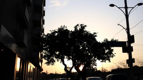A captivating street photography scene featuring a solitary tree silhouetted against a vibrant sunset within an urban environ