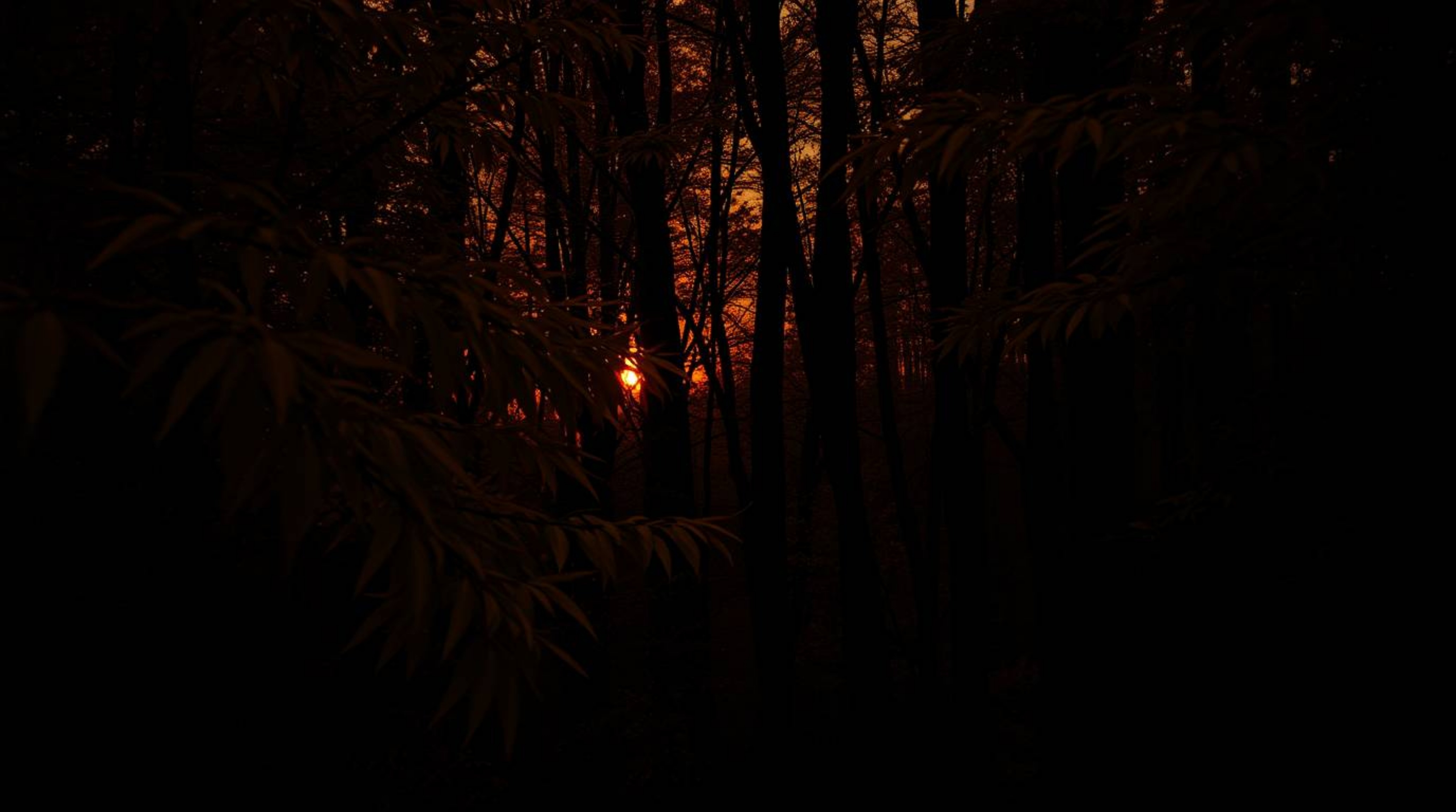 A captivating close-up shot of an autumn forest bathed in the golden light of a setting sun.  Intense black shadows contrast 
