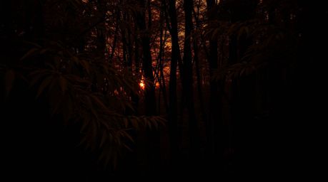 A captivating close-up shot of an autumn forest bathed in the golden light of a setting sun.  Intense black shadows contrast 