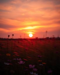 A dynamic, high-contrast, low-key image capturing a moving sunset over a spring wildflower meadow, where iridescent colors ar