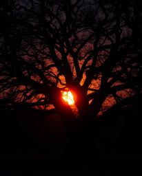 An intense, jet-black and warm-toned fine art photograph depicts a sunset behind an old oak tree with twisted branches. The i
