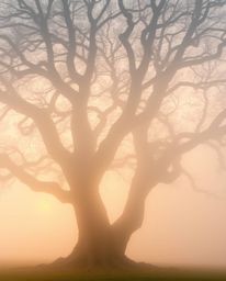 An ethereal and spiritual vibe emanates from this image, featuring an old oak tree with twisted branches enveloped in thick f