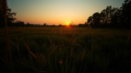 Capture the serene beauty of a sunset over a tranquil meadow, where fireflies begin to emerge as the golden hour bathes the s