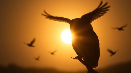 Explore the captivating beauty of long exposure photography with a unique twist: a blind owl, rendered in Pixar style, teachi