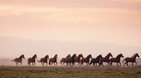 A breathtaking cinematic rendering of a herd of wild horses galloping across a field under a soft, glowing sky.  Smooth gradi