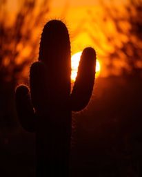 A desert cactus is beautifully silhouetted against a warm autumn sunset, glowing with dramatic backlighting from the light so