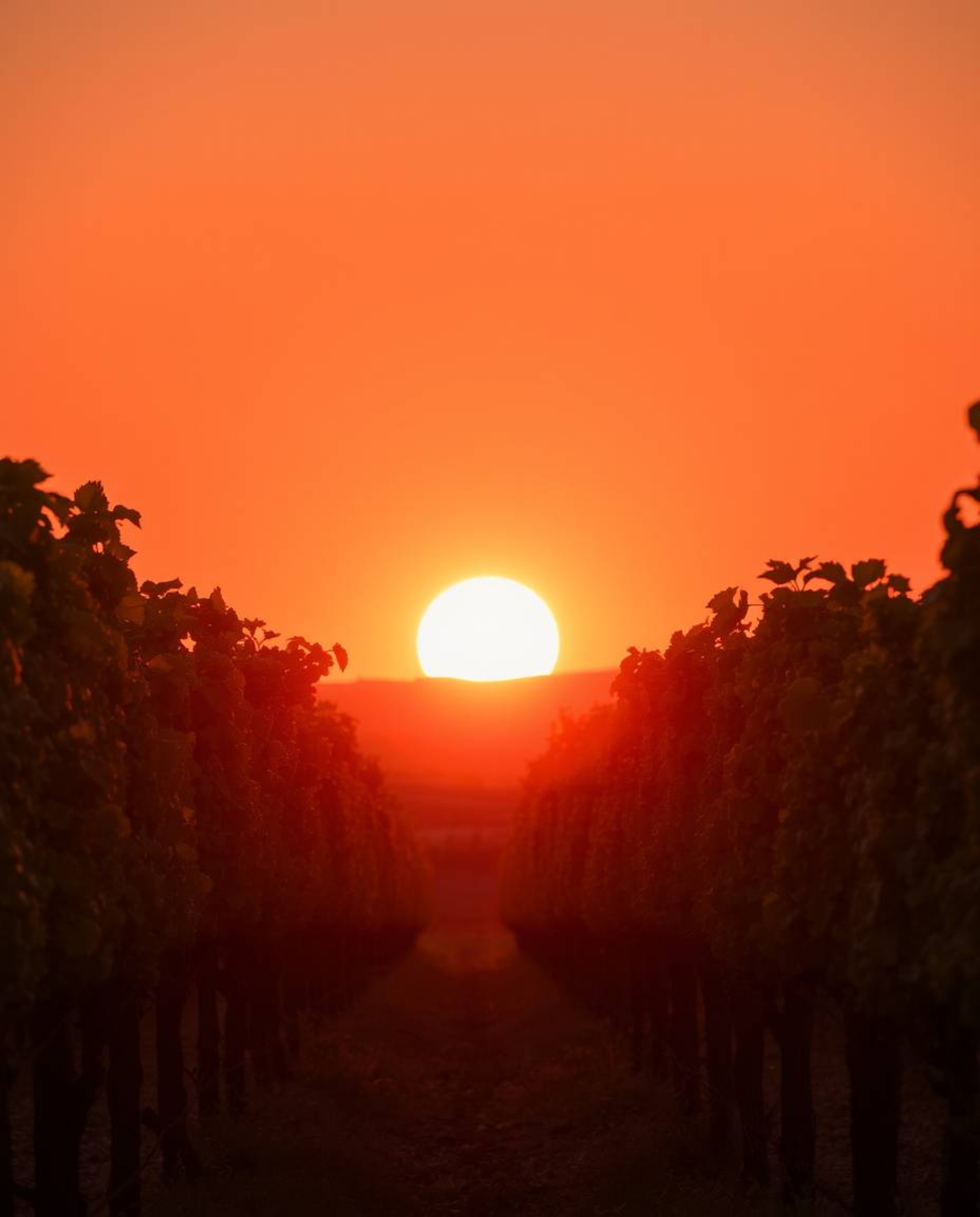 A beautiful sunset unfolds over a vineyard, where rows of grapevines are bathed in warm, gentle, and soft light. The scene is