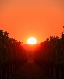 A beautiful sunset unfolds over a vineyard, where rows of grapevines are bathed in warm, gentle, and soft light. The scene is