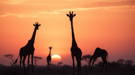 Experience the breathtaking beauty of a savanna sunset captured in precise architectural detail. This color photograph showca