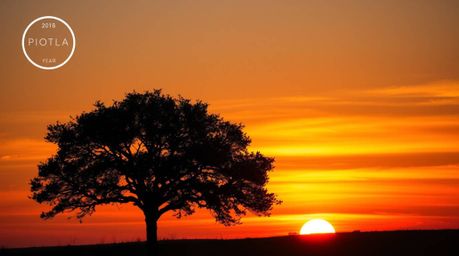 A captivating photograph showcasing a lone tree silhouetted against a vibrant, fiery sunset.  The image features soft contras
