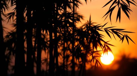 A breathtaking image captures a bamboo forest silhouetted against a warm sunset, employing a rich terracotta and cool teal co