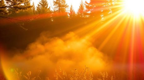 Experience the magic of a golden hour forest where warm, bright lens flares radiate vibrant reds, oranges, and yellows throug