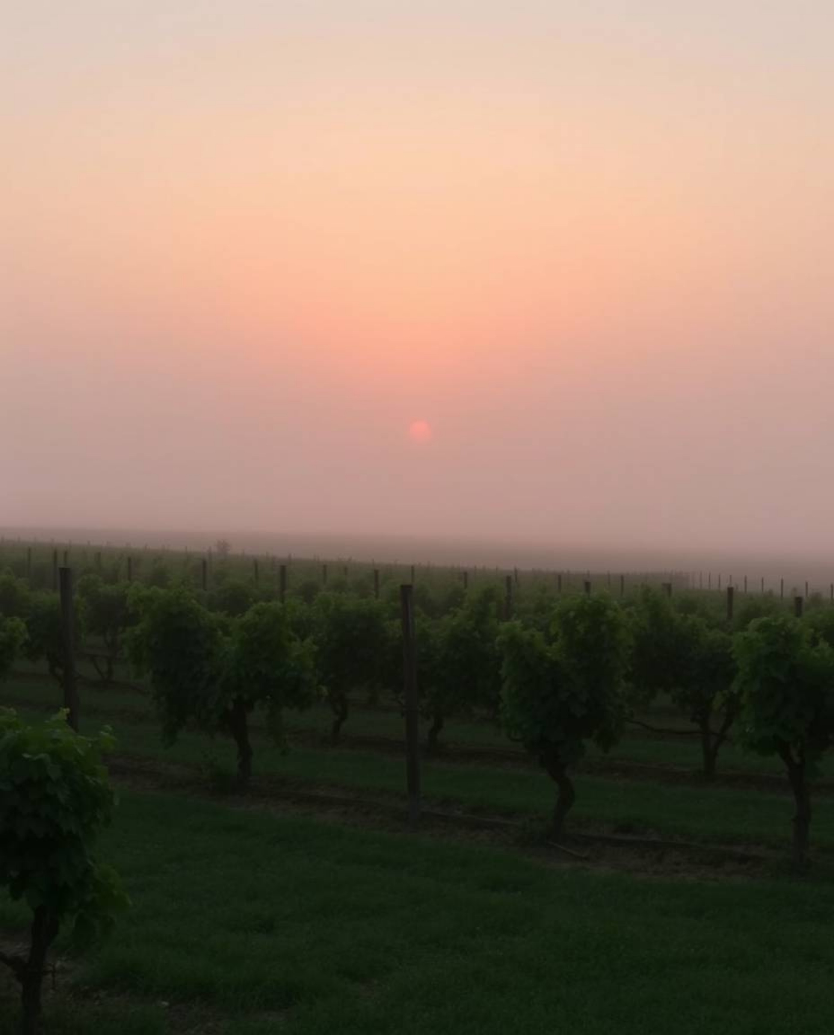 A soft pastel sunset creates a gentle and soothing atmosphere over a vineyard. Thick fog obscures the distant rows of grapevi