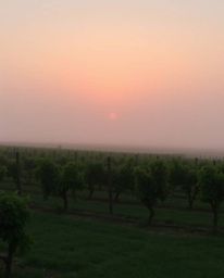 A soft pastel sunset creates a gentle and soothing atmosphere over a vineyard. Thick fog obscures the distant rows of grapevi