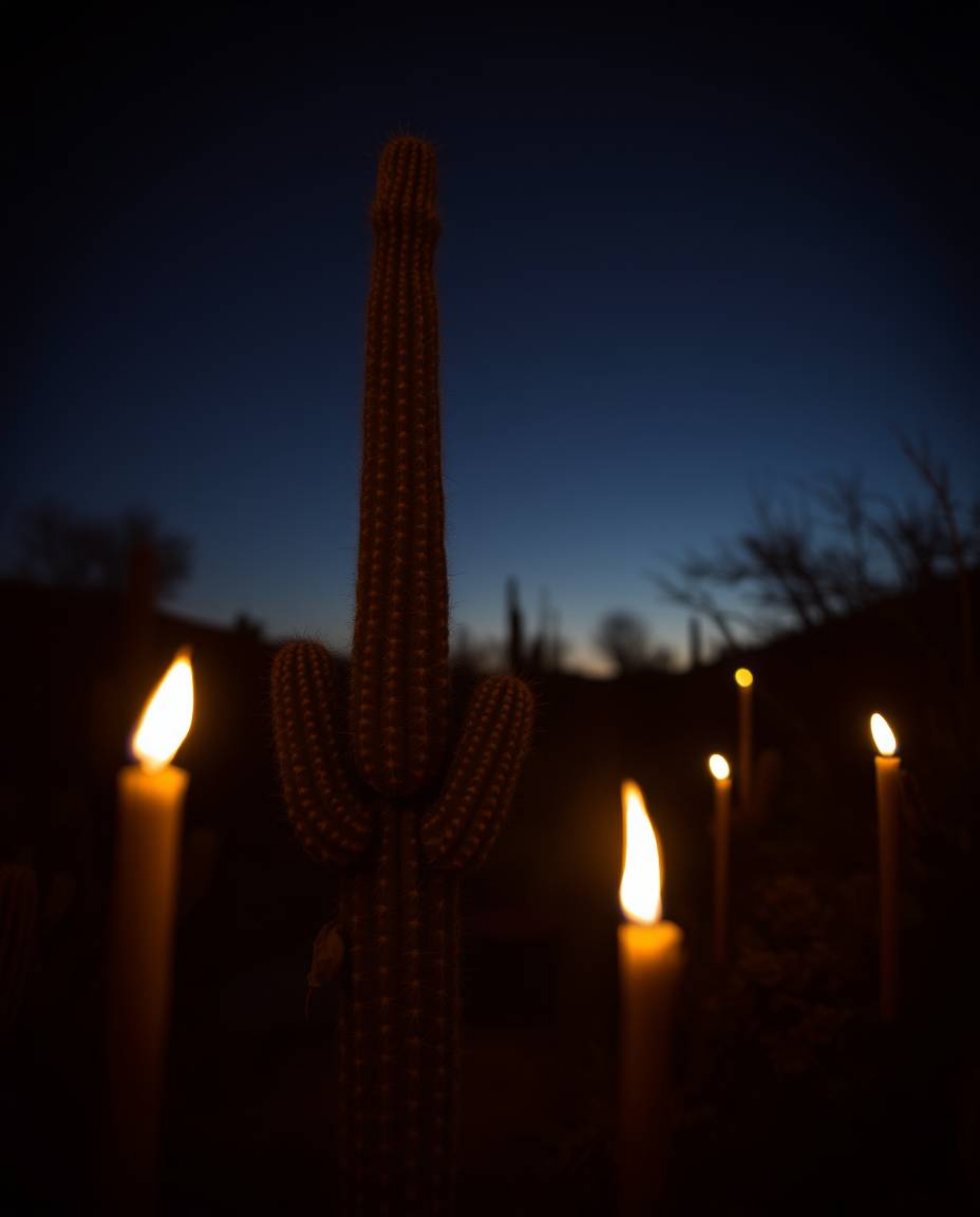 A long-exposure photograph captures a desert cactus glowing in the last rays of the sun, enveloped in the warm ambiance of ca