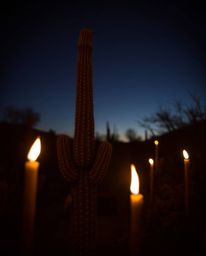 A long-exposure photograph captures a desert cactus glowing in the last rays of the sun, enveloped in the warm ambiance of ca
