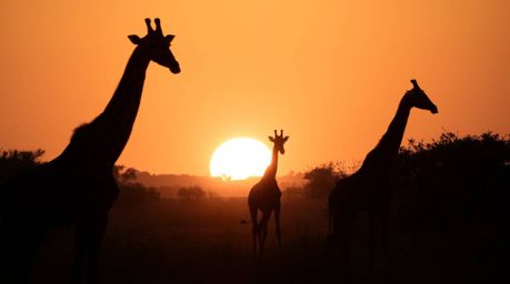 Experience the magic of the savanna at sunset with silhouetted giraffes gracefully posing against a vibrant sky.  The scene i