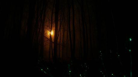 An unsettling image featuring sunset light filtering through a dense forest, creating an eerie and creepy atmosphere. The sce