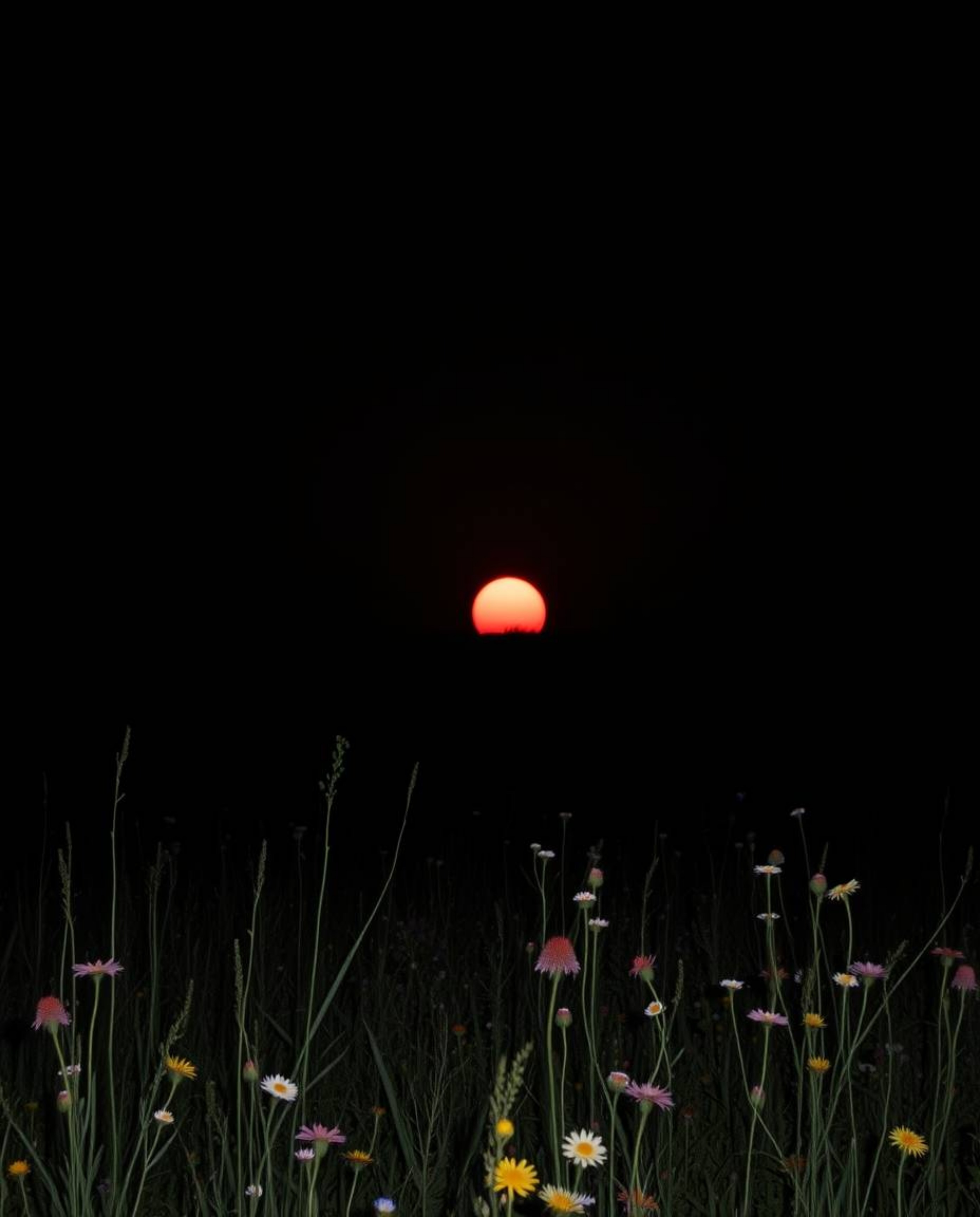 An intensely black sunset casts deep shadows over a spring wildflower meadow, creating a mystic and dreamlike atmosphere. Thi