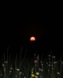 An intensely black sunset casts deep shadows over a spring wildflower meadow, creating a mystic and dreamlike atmosphere. Thi