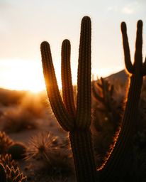 This image captures a desert cactus in a dramatic, cinematic style, glowing in the last rays of the sun. The scene is defined