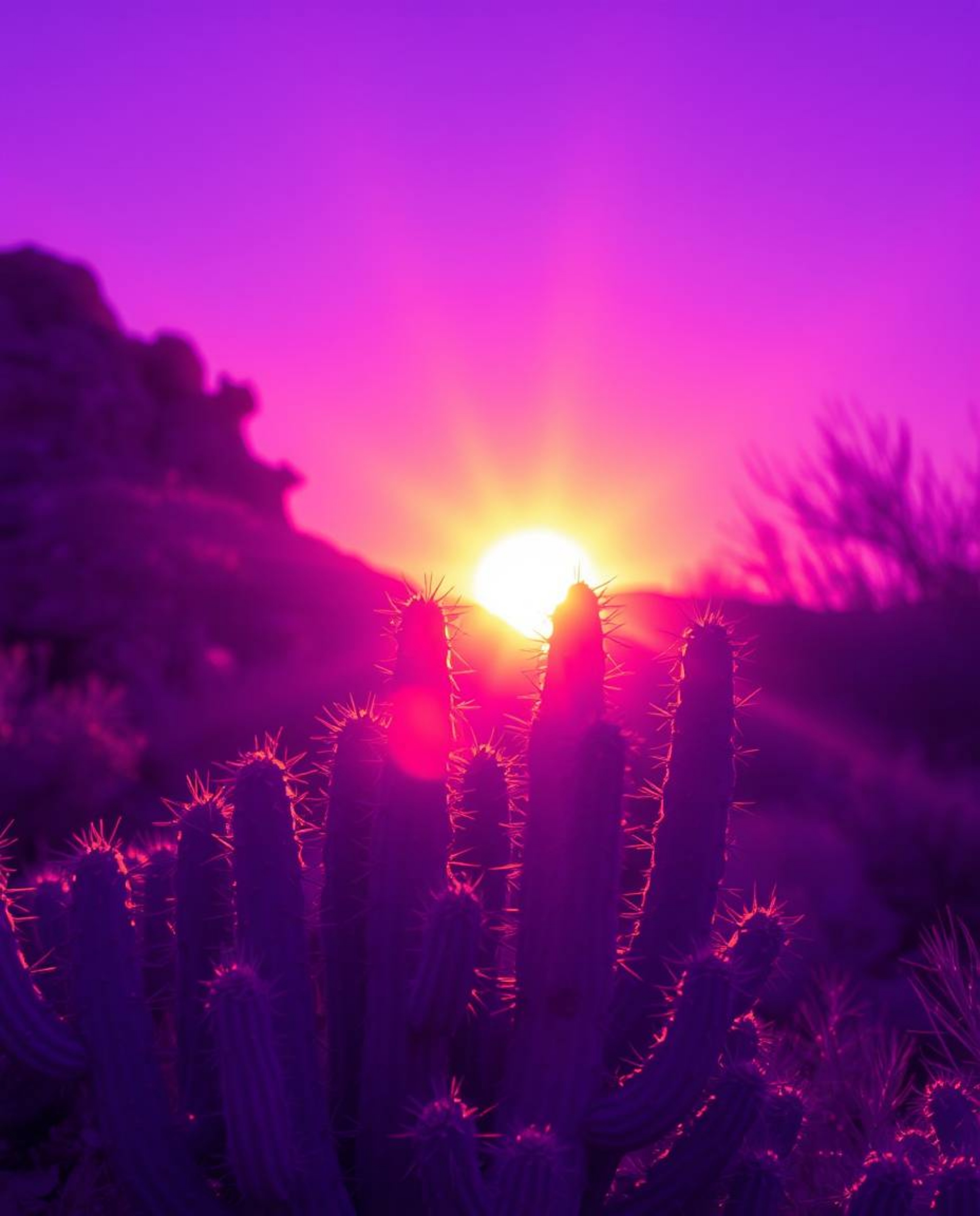 A desert cactus glows in the last rays of the sun, depicted in a striking painterly style. The artwork is characterized by it
