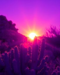 A desert cactus glows in the last rays of the sun, depicted in a striking painterly style. The artwork is characterized by it
