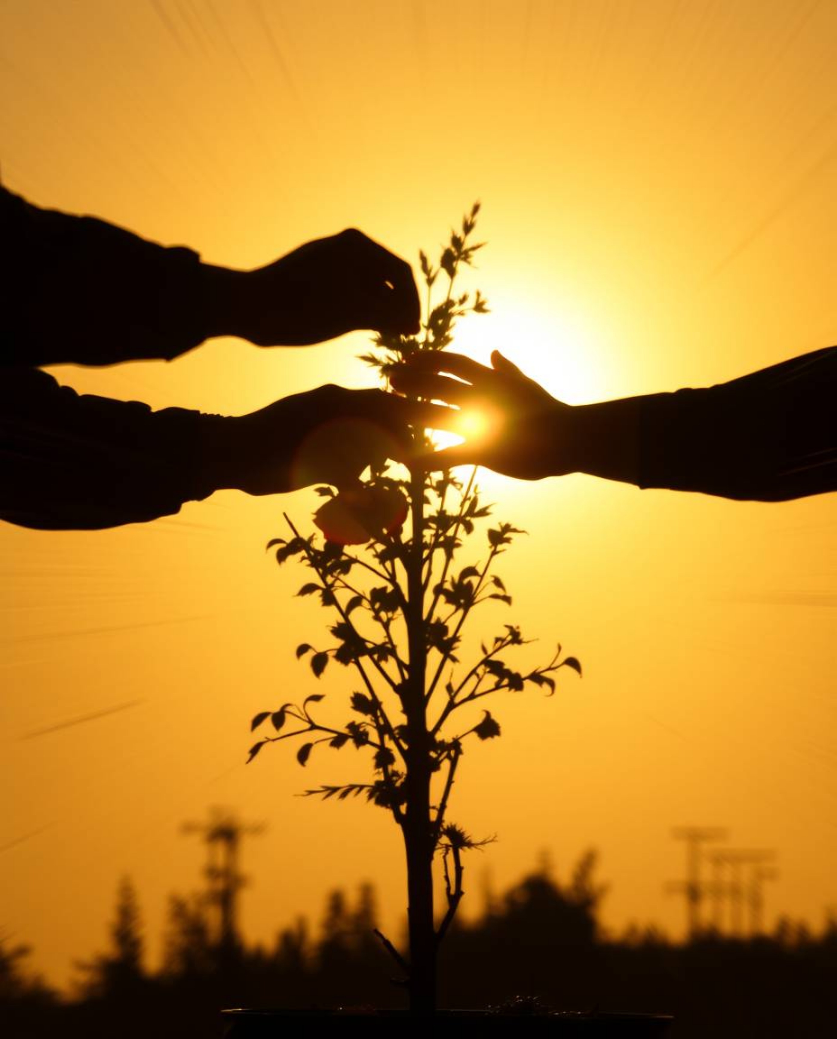 A dynamic action shot showcasing hands planting a tree, silhouetted beautifully against a bright golden sky. The blurred moti